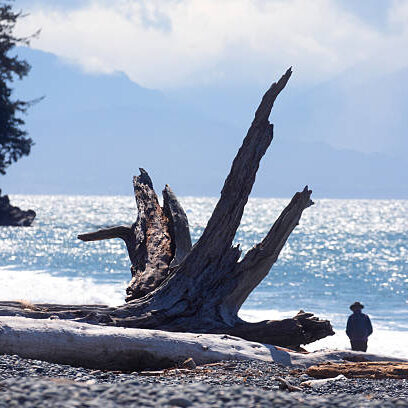 driftwood elder Canada british Columbia, Vnacouver island, Victoria, French beach man walking on sands